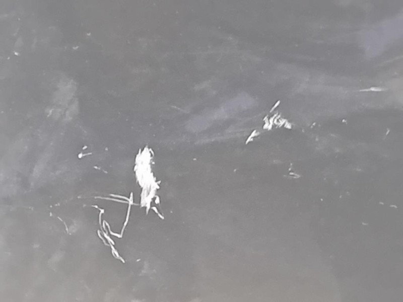 Parafango ANT DX 5216949 Ford KUGA II 2013