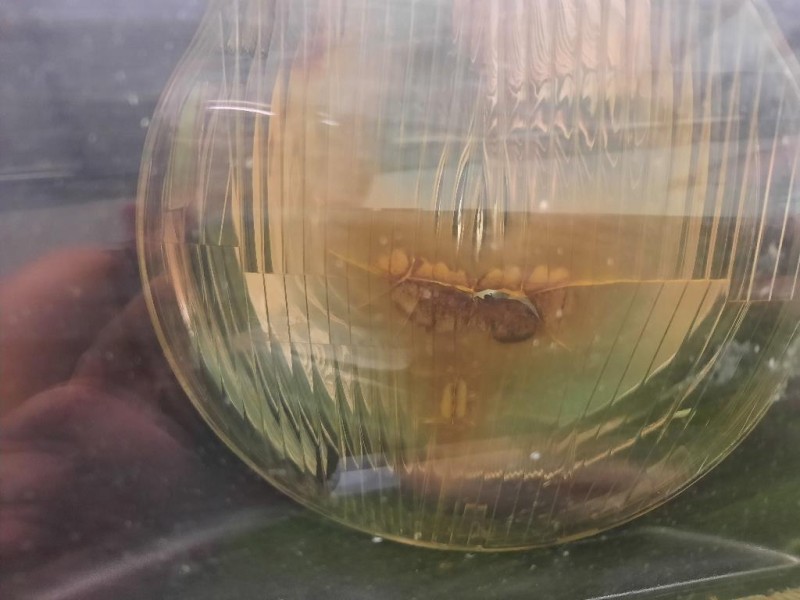 Proiettore ANT SX 63128363497 Bmw Serie 3 E36 Berlina 1991