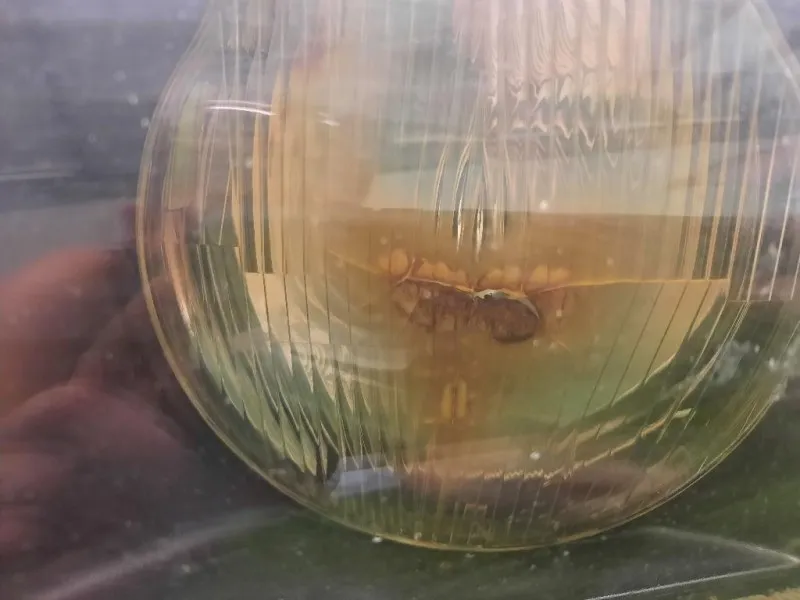 Proiettore ANT SX 63128363497 Bmw Serie 3 E36 Berlina 1991