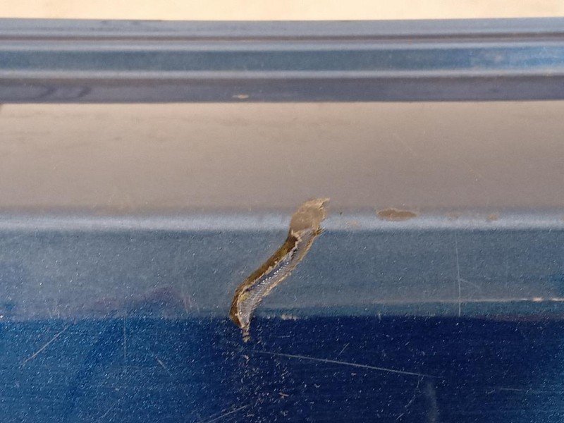 Paraurti POST 7E0807421B 7N0807417B Volkswagen Sharan IV 2010