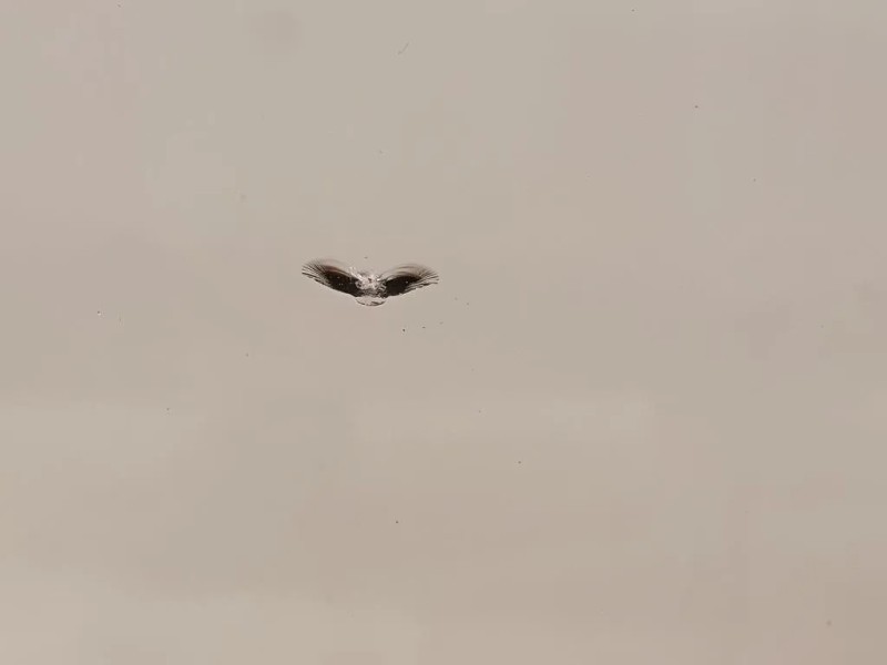 Parabrezza A1716700601 Mercedes Classe SLK R171 2004