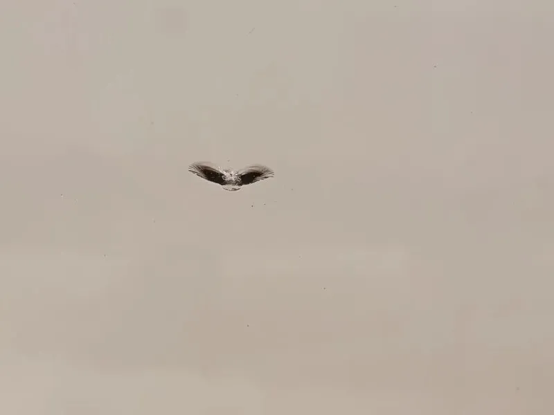 Parabrezza A1716700601 Mercedes Classe SLK R171 2004