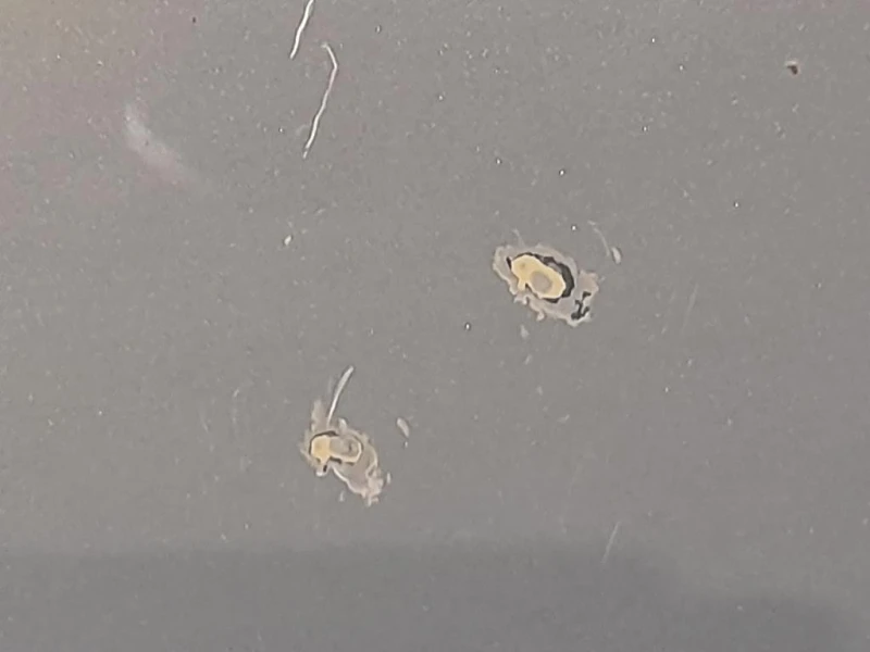 Porta ANT DX 13408829 Opel Meriva B 2010