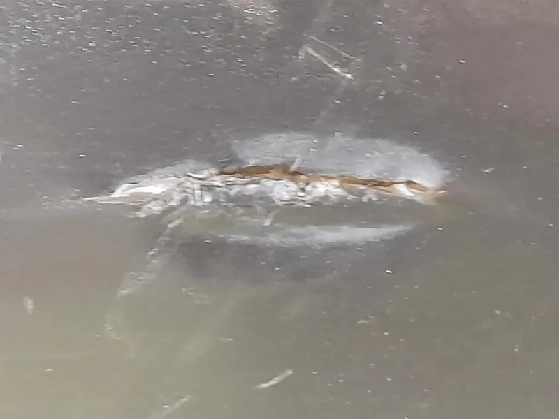 Paraurti POST C2Z2148XXX Jaguar XF I 2008