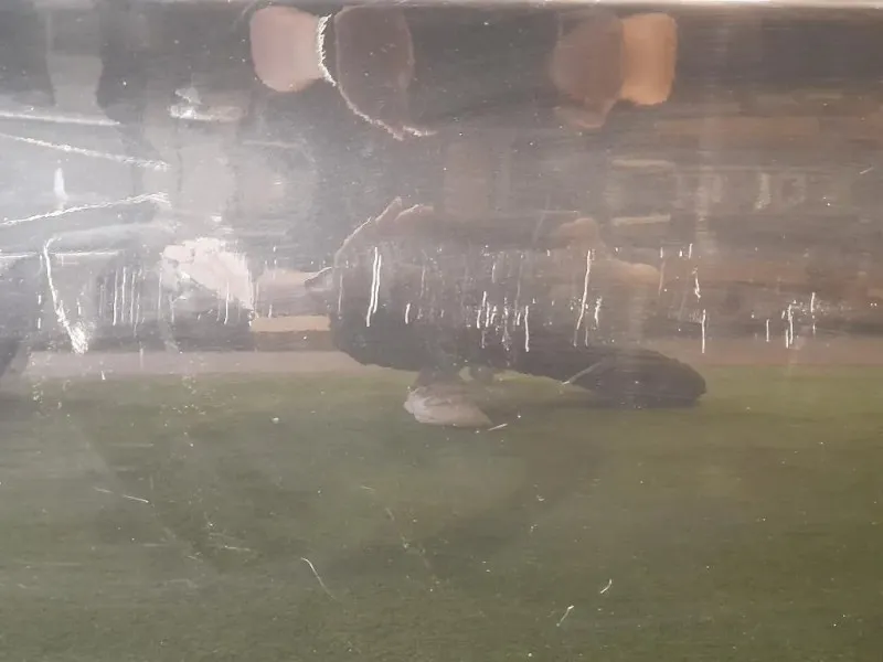 Porta ANT DX 41007203644 Bmw Serie 3 E90 Berlina 2005