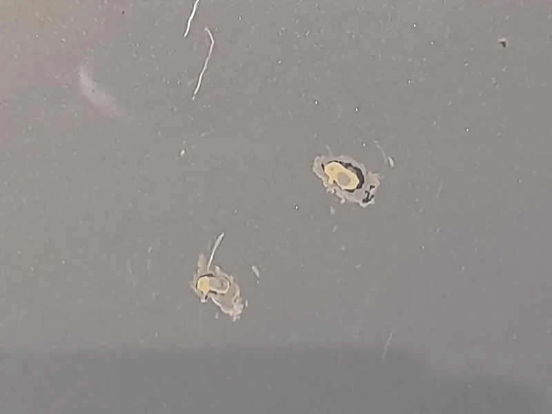 Porta ANT DX 13408829 Opel Meriva B 2010