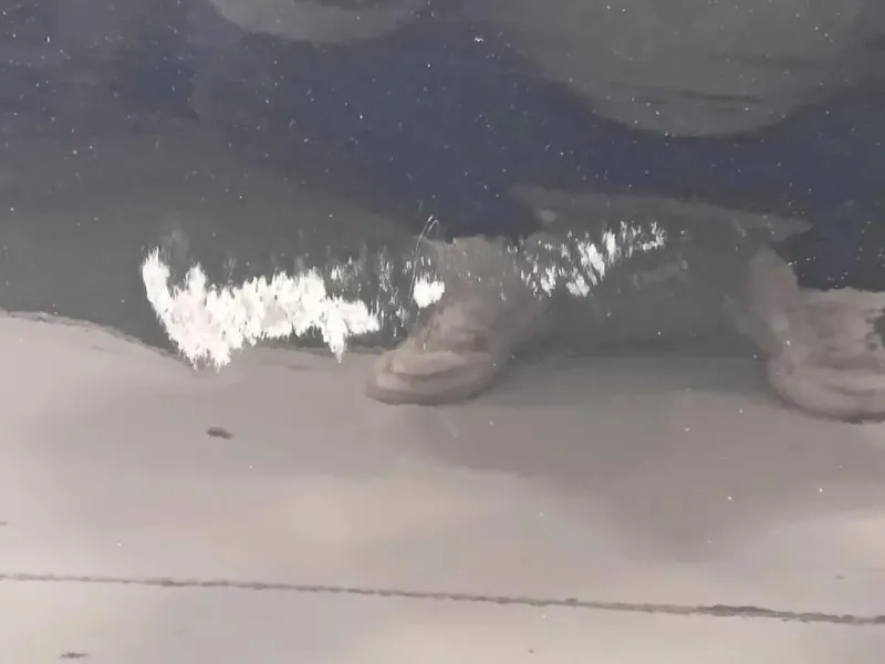 Porta ANT SX 41009628767 Mini MINI Cooper R57 Cabrio 2007