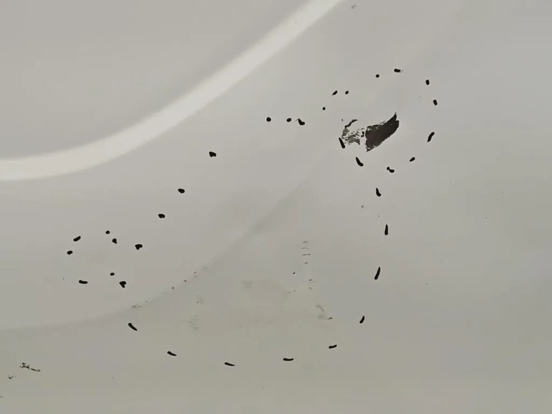 Porta DI Carico POST DX PORTA DI CARICO POST DX Ford Transit Custom I 2013