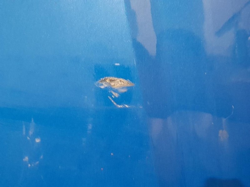 Cofano ANT 8P0823029E Audi A3 8P1 2008