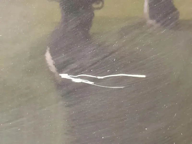 Porta POST DX 41009628756 Bmw Serie 5 F10 Berlina 2010