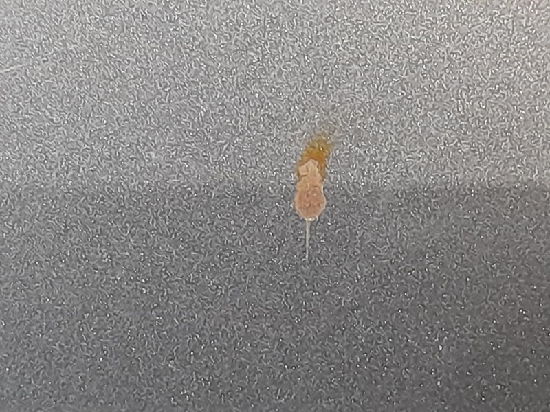 Cofano ANT 664003Z000 Hyundai I40 2012