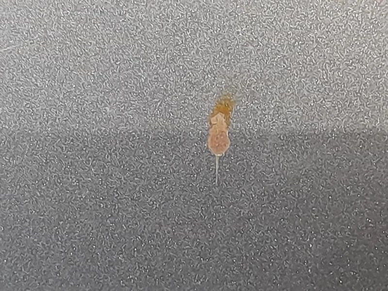 Cofano ANT 664003Z000 Hyundai I40 2012