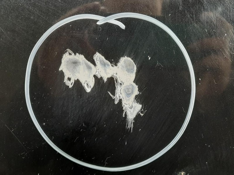 Cofano ANT Mercedes Classe SLK R171 2004