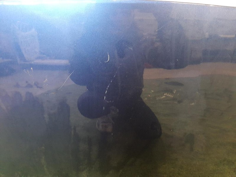 Cofano ANT F510M1HBMB Nissan Micra IV 2011