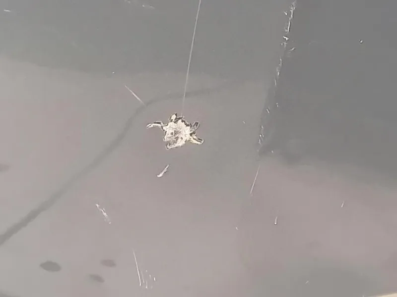 Cofano ANT 5NA823031L Volkswagen Tiguan II 2020