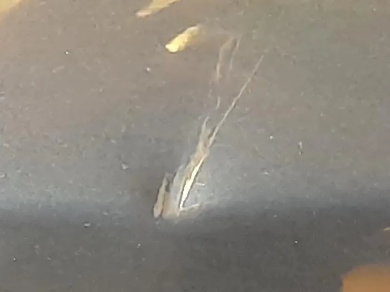 Porta POST SX Opel Meriva B 2010