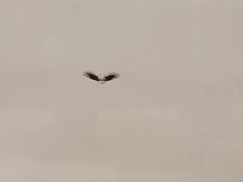 Parabrezza A1716700601 Mercedes Classe SLK R171 2004