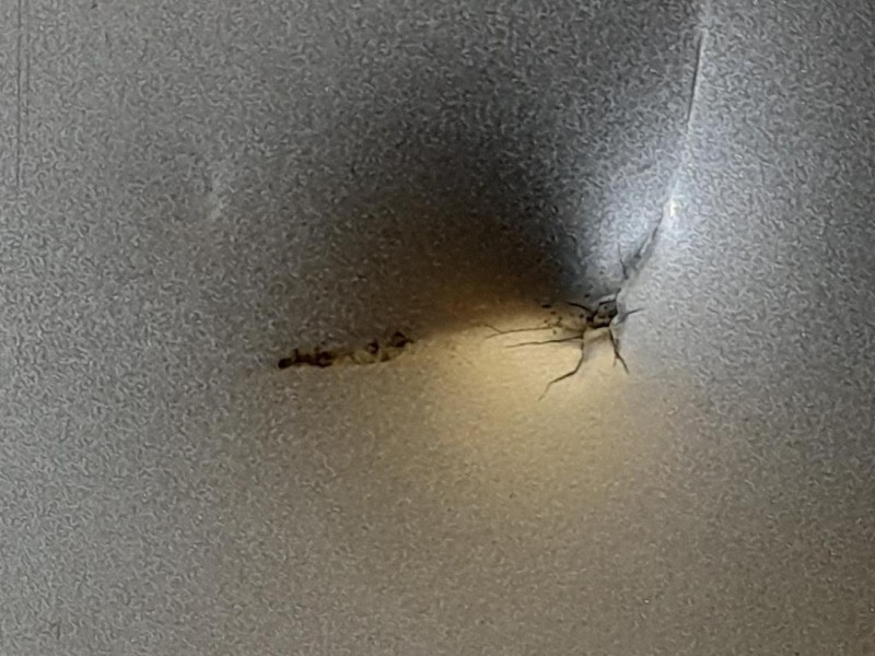 Paraurti POST 13239098 Opel Insignia A 2009