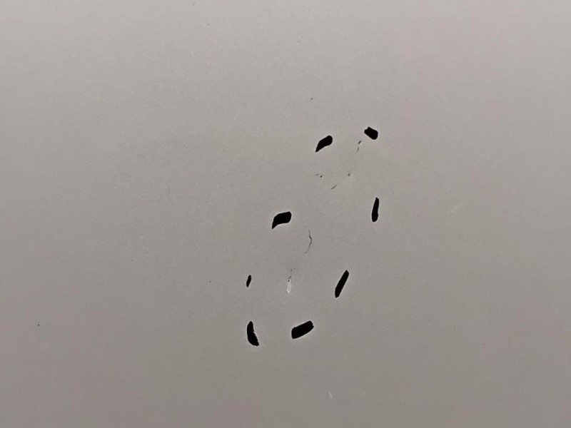 Cofano ANT 8X0823029 Audi A1 8X1 2010