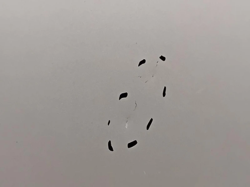 Cofano ANT 8X0823029 Audi A1 8X1 2010