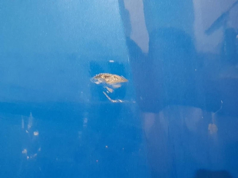 Cofano ANT 8P0823029E Audi A3 8P1 2008