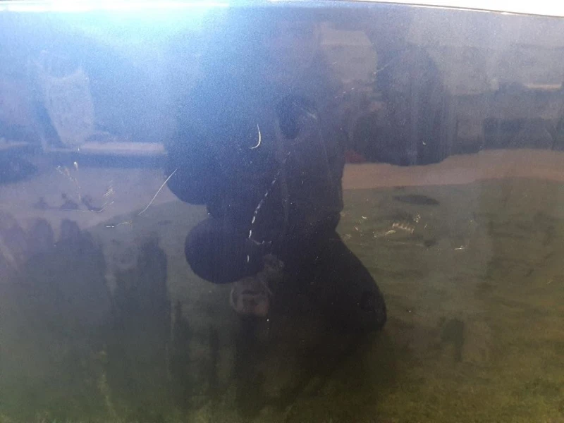 Cofano ANT F510M1HBMB Nissan Micra IV 2011