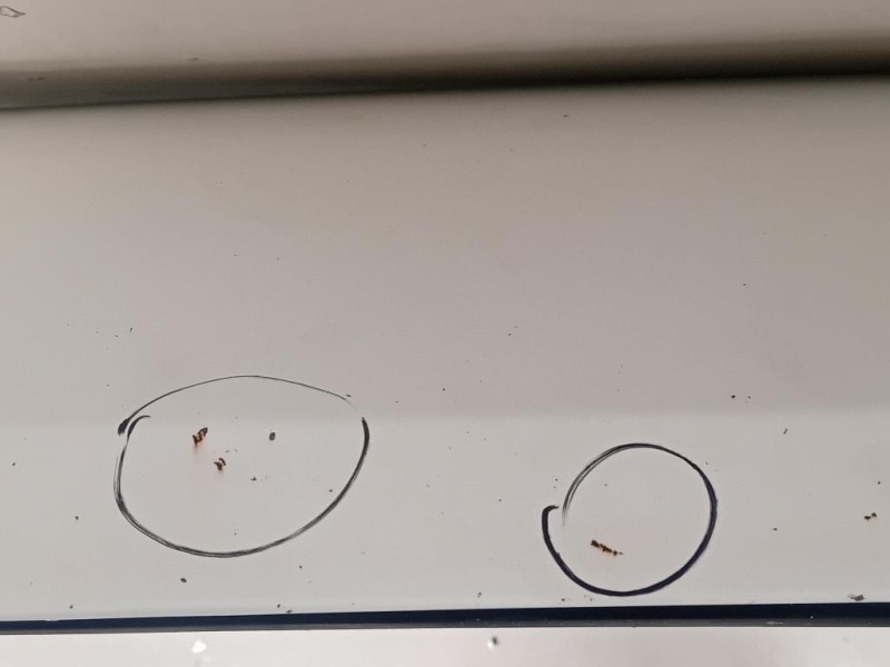 Cofano ANT 1686620980 Peugeot Boxer III 2014