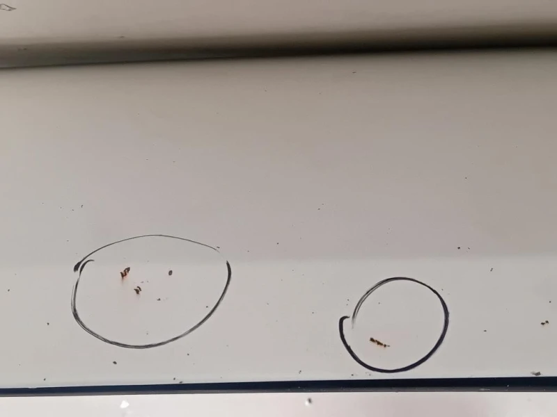 Cofano ANT 1686620980 Peugeot Boxer III 2014