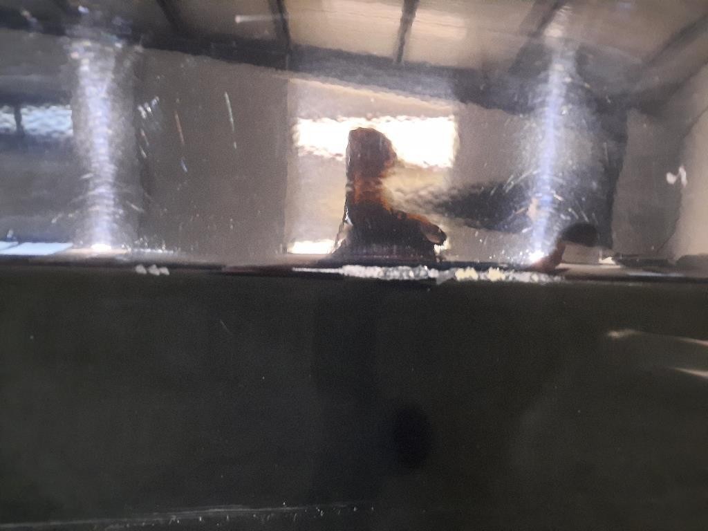 Porta ANT DX PORTA PORTIERA SPORTELLO E90 41007203644 Bmw Serie 3 E90 Berlina 2005