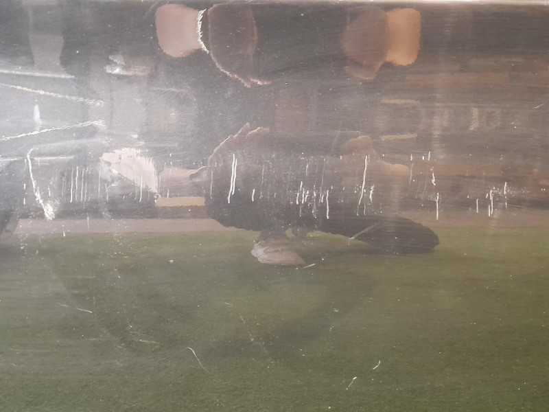 Porta ANT DX 41007203644 Bmw Serie 3 E90 Berlina 2005