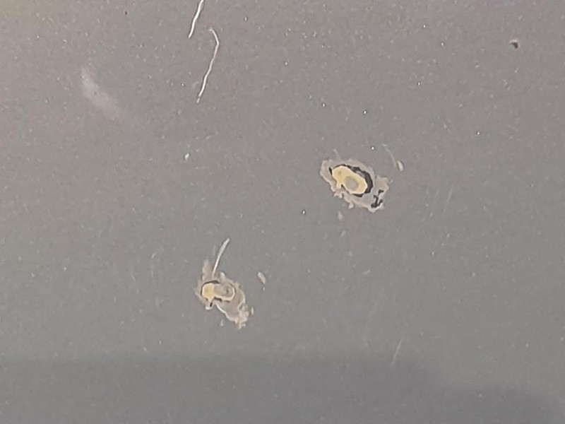 Porta ANT DX 13408829 Opel Meriva B 2010