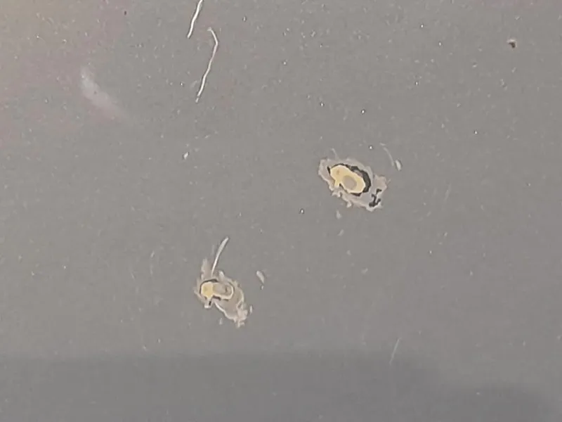 Porta ANT DX 13408829 Opel Meriva B 2010