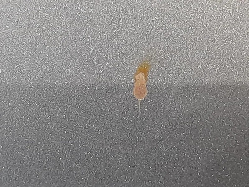 Cofano ANT 664003Z000 Hyundai I40 2012