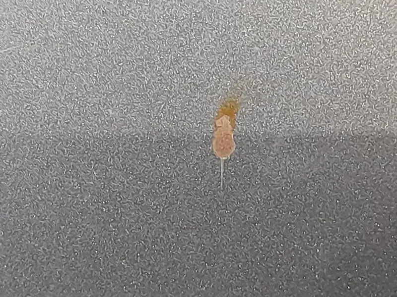 Cofano ANT 664003Z000 Hyundai I40 2012