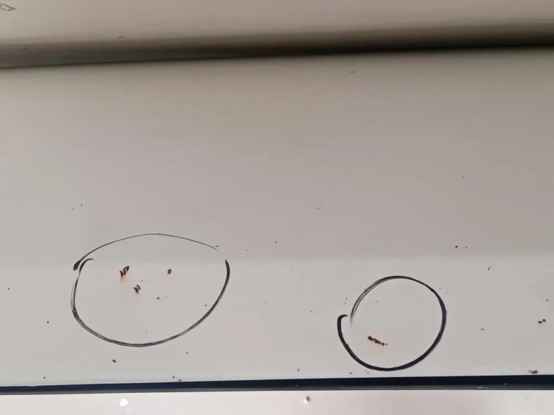 Cofano ANT 1686620980 Peugeot Boxer III 2014