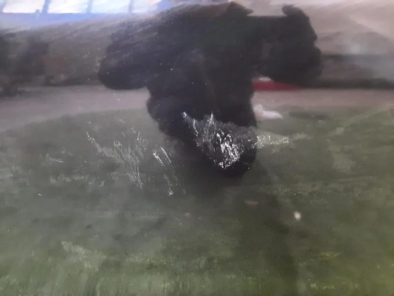 Porta ANT SX NUDA 9807820780 Peugeot 208 I 2015