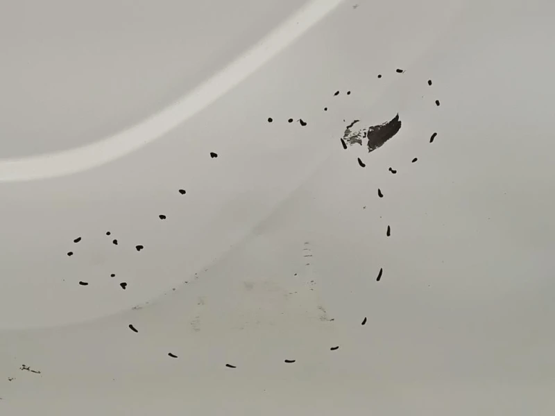 Porta DI Carico POST DX PORTA DI CARICO POST DX Ford Transit Custom I 2013