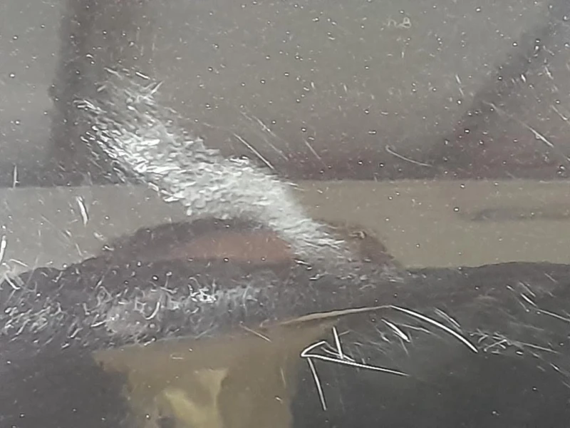 Porta POST SX 50509299 Alfa Romeo Giulietta 2010