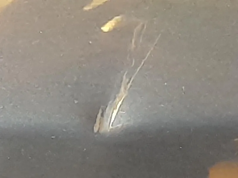 Porta POST SX Opel Meriva B 2010