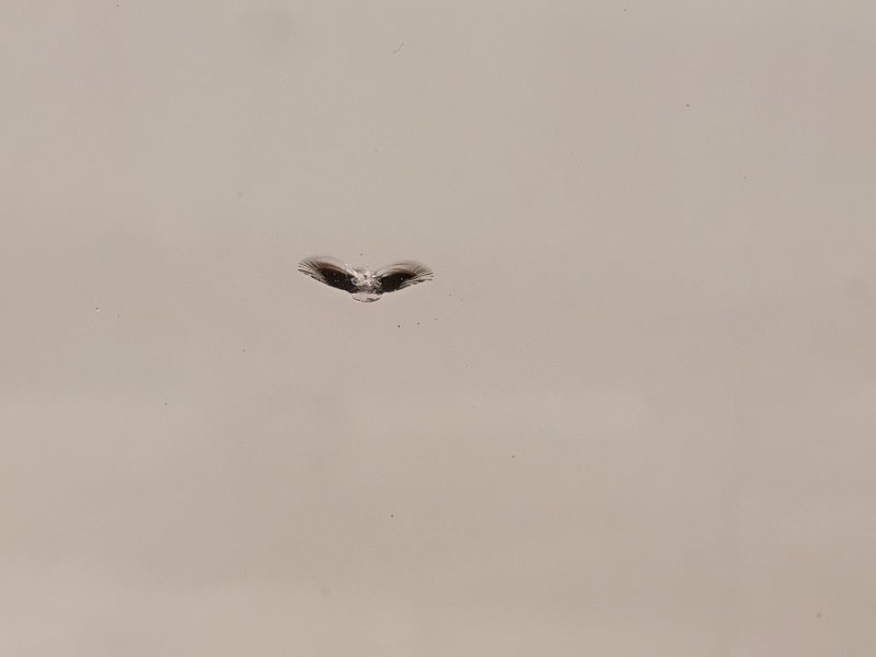 Parabrezza A1716700601 Mercedes Classe SLK R171 2004